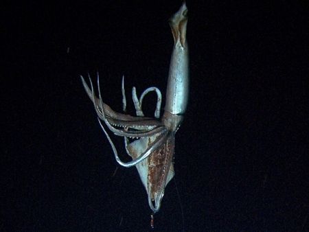 calamaro gigante