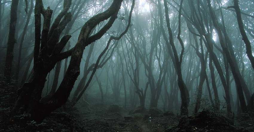 foresta dei suicidi Aokigahara