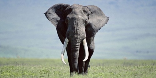 avorio elefante