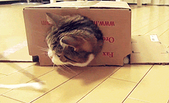 gatti-scatole