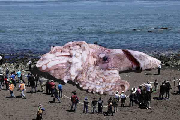 calamaro gigante california fake fukushima