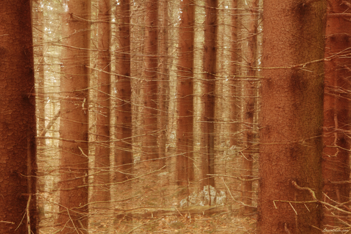 chernobyl alberi morti foresta rossa