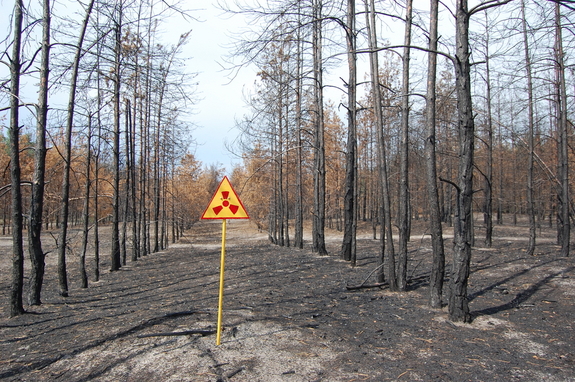 chernobyl alberi morti foresta rossa