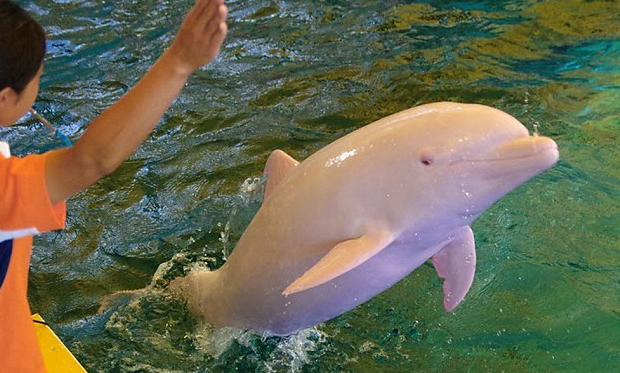 delfino-rosa-giappone-albino