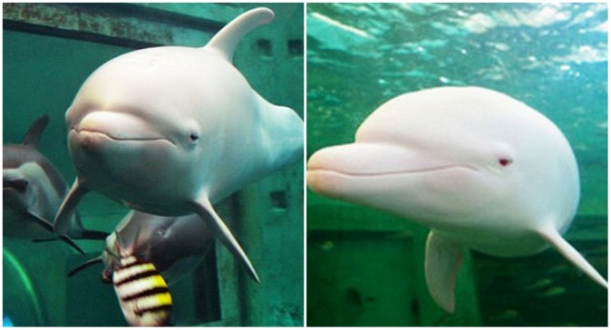 delfino-rosa-giappone-albino
