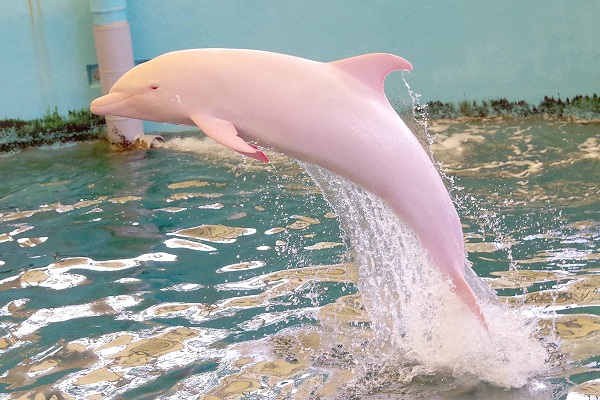 delfino-rosa-giappone