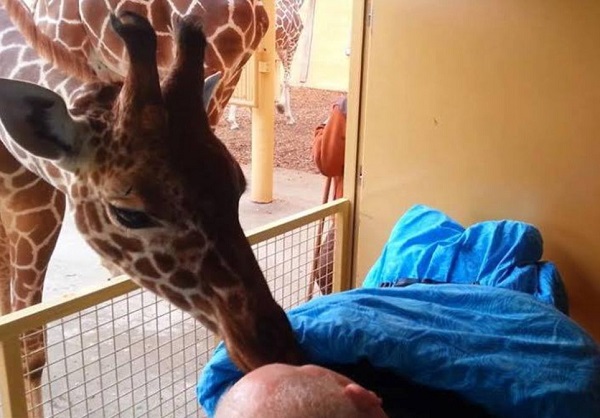 giraffa zoo bacio di addio olanda