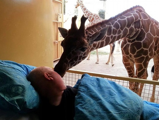 giraffa zoo bacio di addio olanda