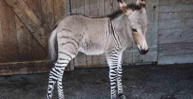 ippo incrocio asina zebra