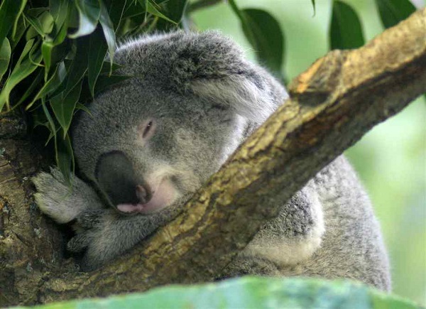 koala abbracciano alberi