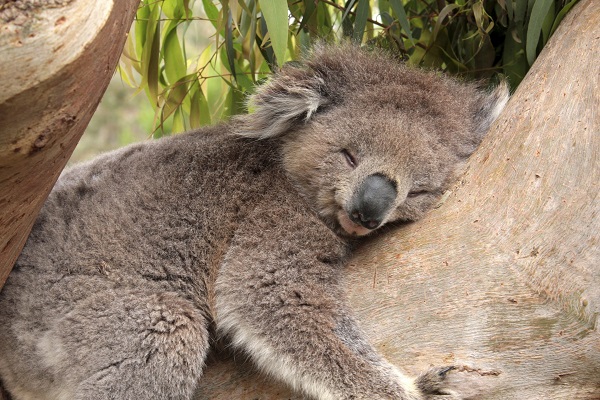 koala abbracciano alberi