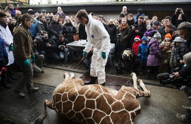 marius giraffa zoo Copenhagen abbattuta