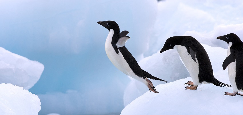 pinguini di adelia