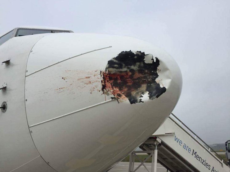 The plane that was hit by a bird at Heathrow Airport. See National copy NNPLANE: A plane with more than 70 passnegers on board was left with a massive dent in the nose cone after it was hit by a bird as it landed at Heathrow Airport. Blood and feathers were left smeared across the nose of the jet, which was approaching the runway after flying from from Cairo on Friday. The jet, an EgyptAir Boeing 737-800, had 71 passengers on board and managed to land safely.The plane flew back to Egypt yesterday (Sat). Senior procurement specialist at Egyptair, Amir Hashim, took photos of the jet at the west London airport on Friday evening.