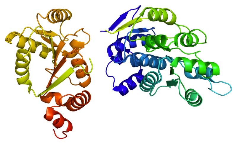 Protein_DDX3X_PDB_2i4i