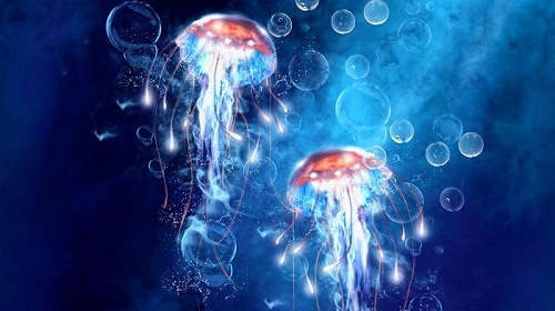 oceani meduse