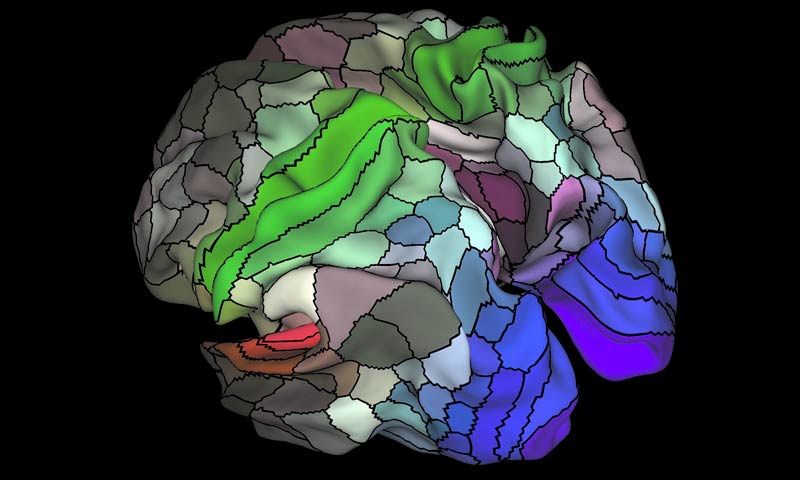 mappa dettagliata del cervello