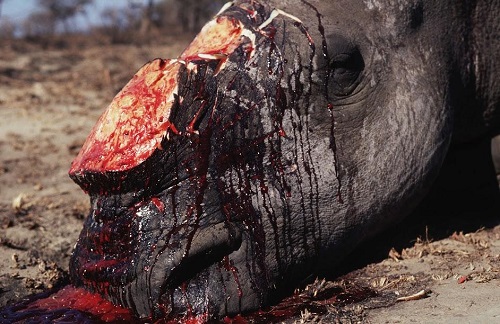 Giornata mondiale del rinoceronte