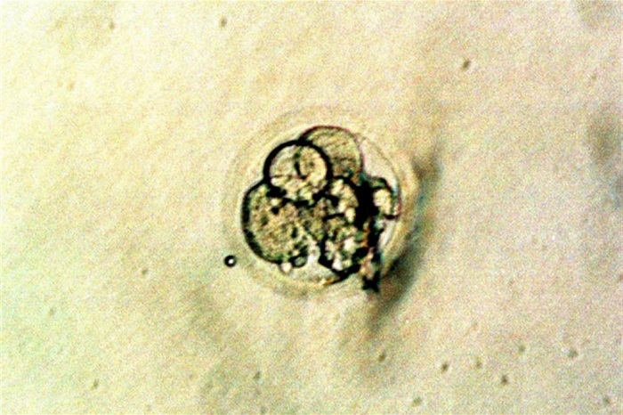 embrione di topo in laboratorio