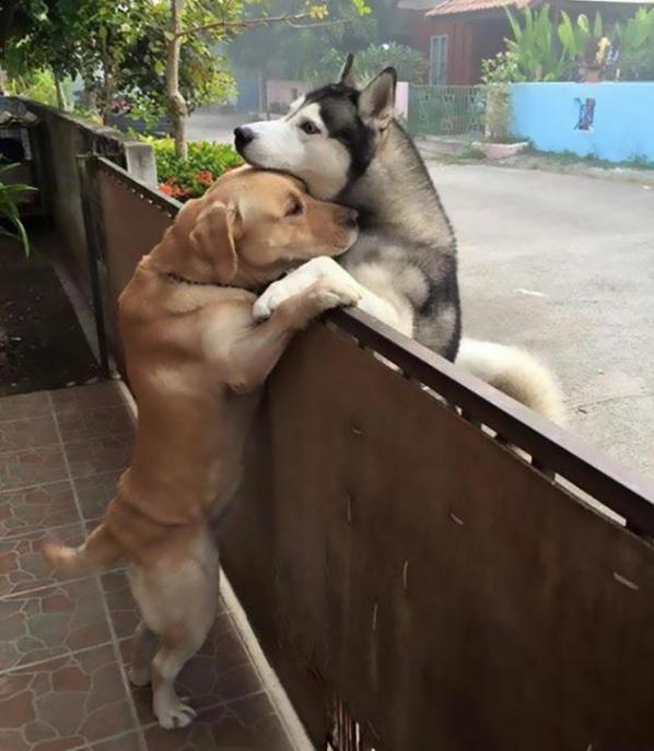 abbraccio tra due cani (2)