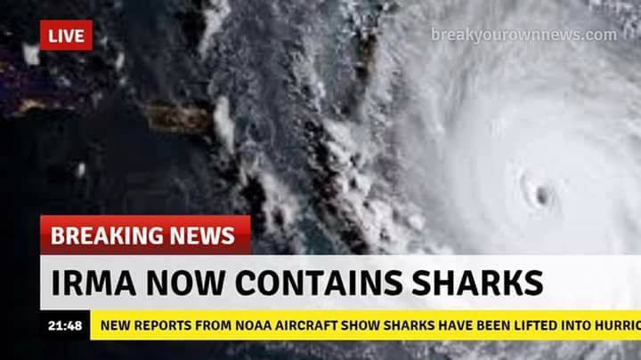 squali nell'uragano Irma