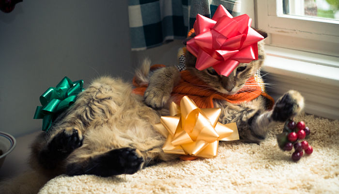 10 idee regalo di Natale per gli amanti dei gatti