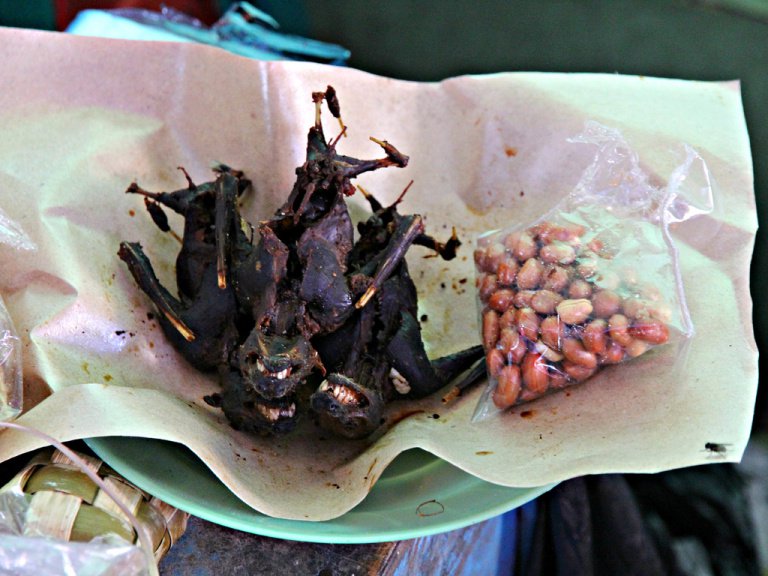 Il Paniki è un piatto tipico di Sulawesi in Indonesia. Si tratta di una pietanza a base di pipistrello della frutta. Prima di essere cucinati, di solito i pipistrelli vengono bruciati per rimuovere i peli morbidi, poi cotti nel latte di cocco, con erbe e spezie. Esiste anche la variante piccante con rica-rica, una miscela di varie erbe con peperoncino.