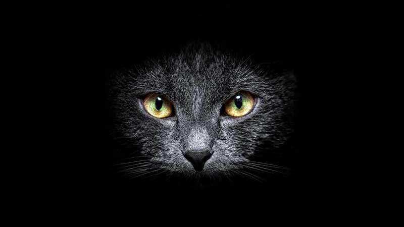 Il 17 Novembre è il National Black Cat Day - Linea Fauna sas
