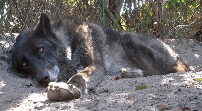 This-wolf-named-Yuki-should-have-been-put-to-sleep-7-years-ago-But-he-was-saved-and-today-charms-everyone-with-his-beauty-5c767f5e4de4c__700