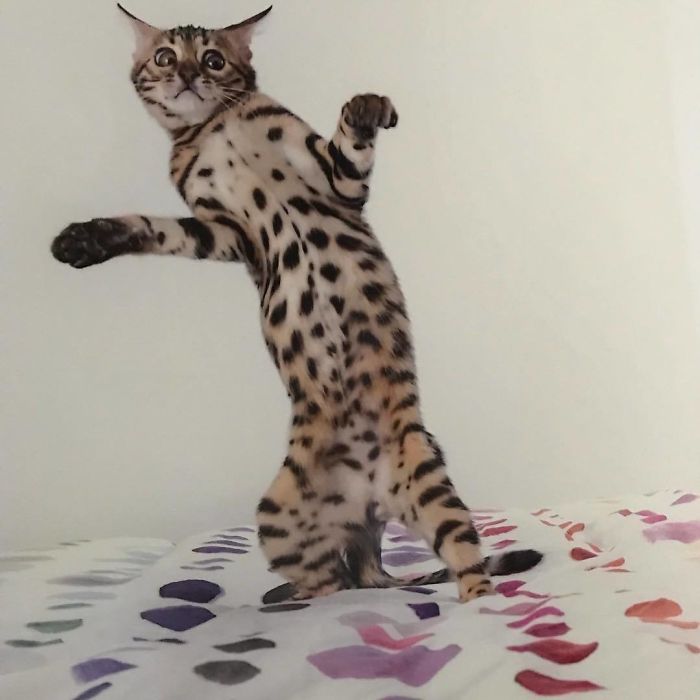 gatti ballerini (10)