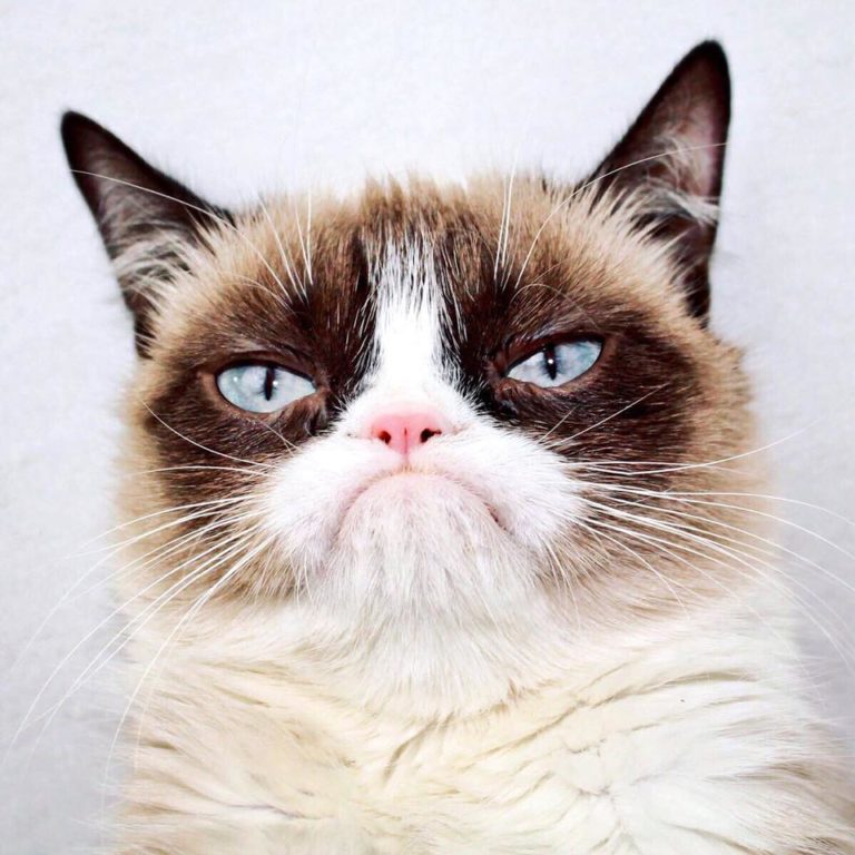 grumpy cat (8)