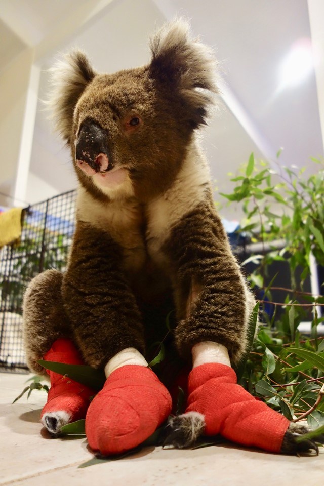 Immagini Koala Natale.Australia Morto Billy Koala Simbolo Della Catastrofe Corriere Nazionale