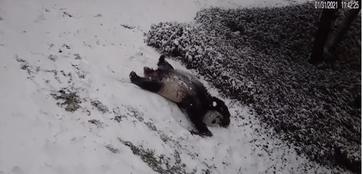 panda giocano sulla neve