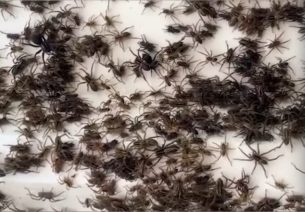 invasione di ragni in australia