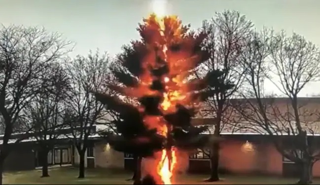 fulmine distrugge albero