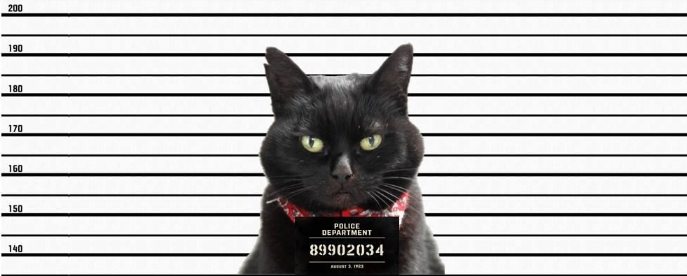 gatto arrestato