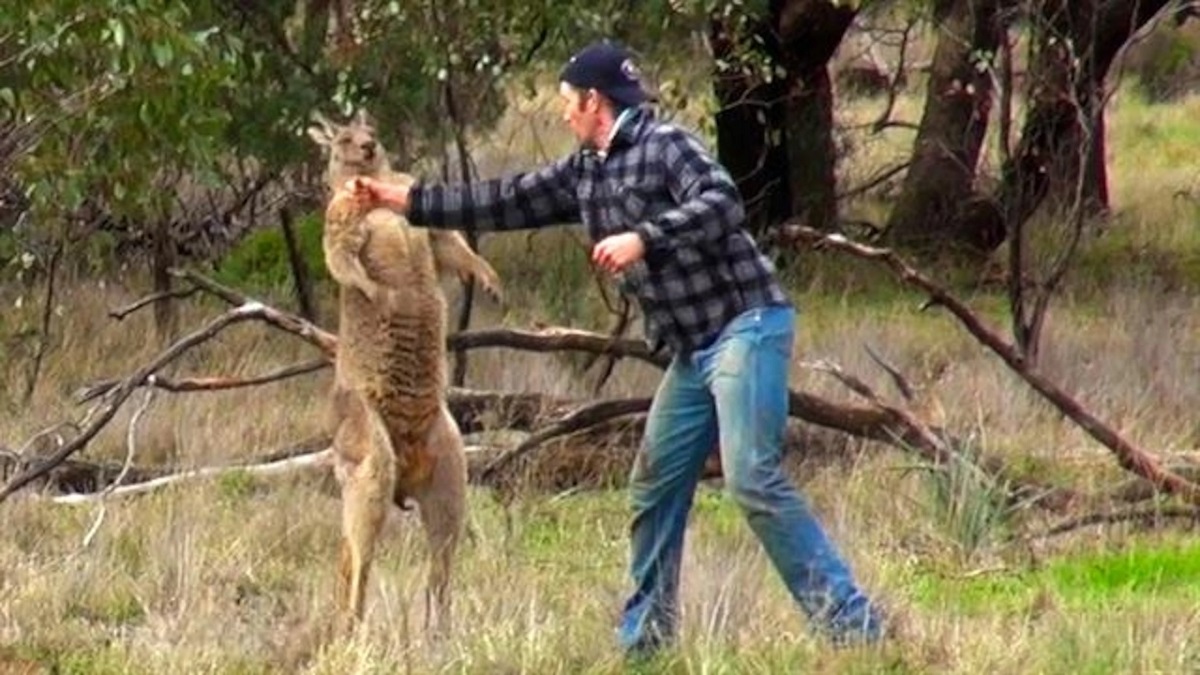 man punches kangaroo prende a pugni un canguro