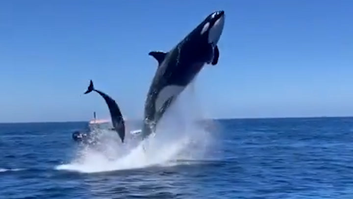 orca vs delfino