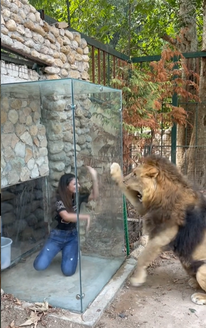 Leone zoo Libano