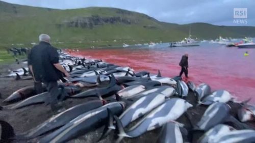 massacro delfini isole faroe