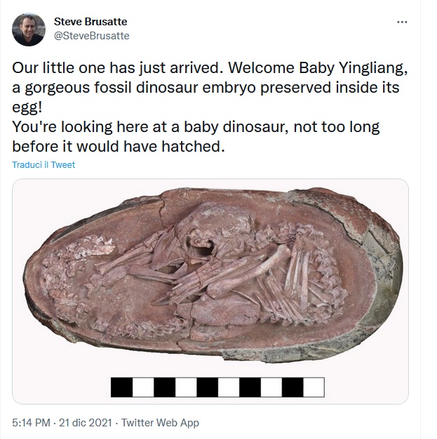 embrione dinosauro cina