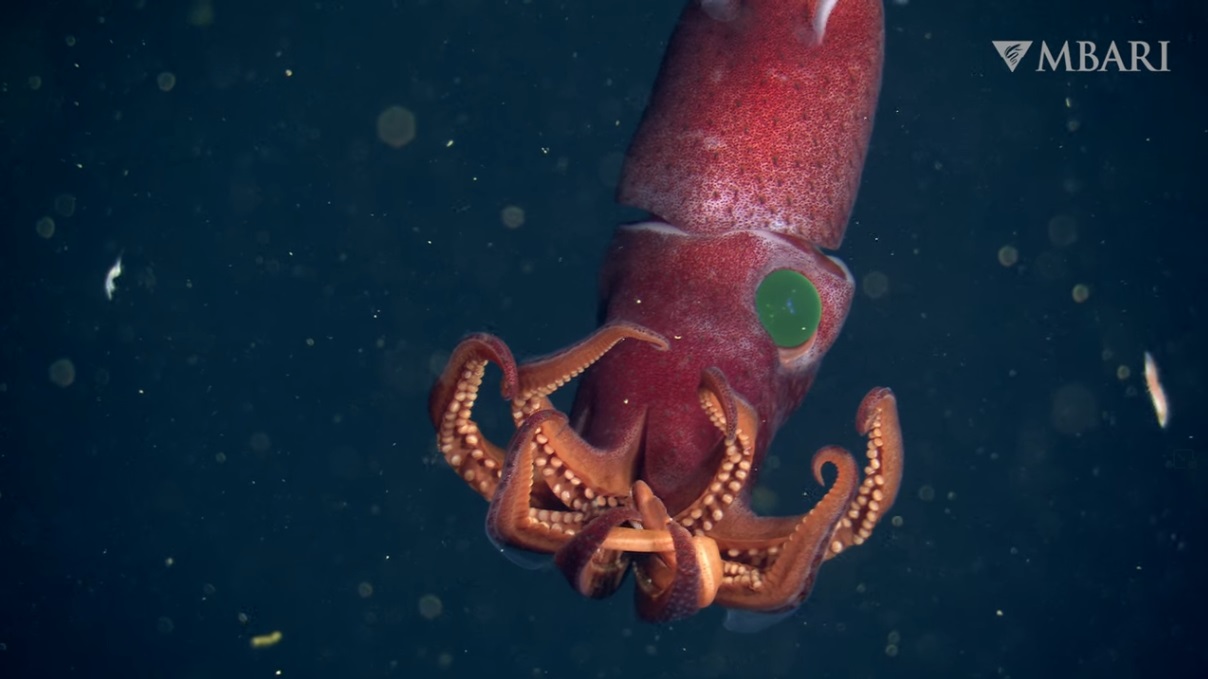 calamaro fragola