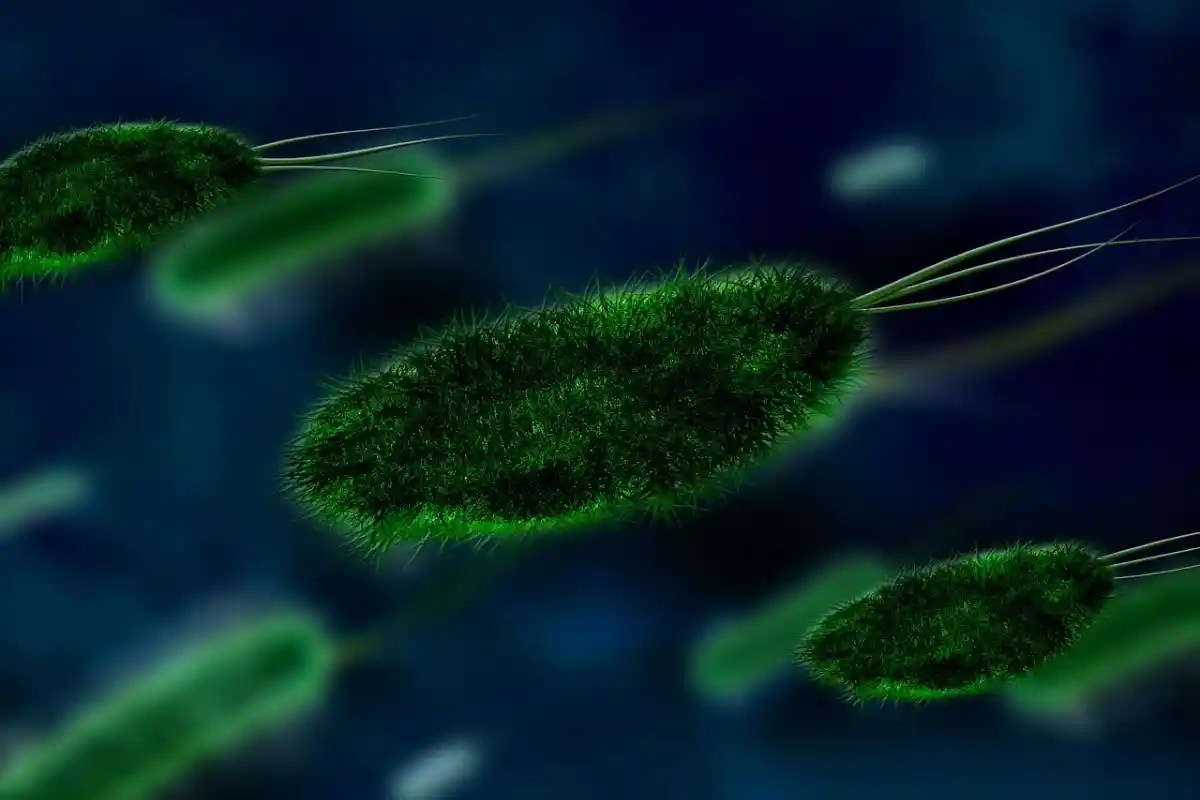 batteri e virus