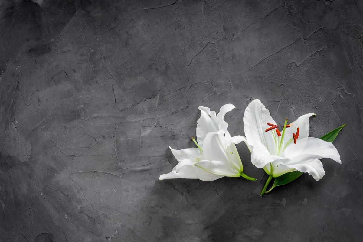 Fiori bianchi