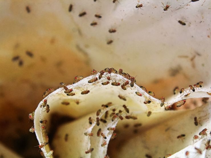 moscerini infestano la pattumiera
