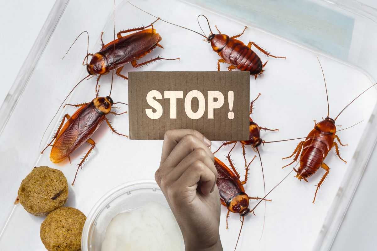 stop alle blatte
