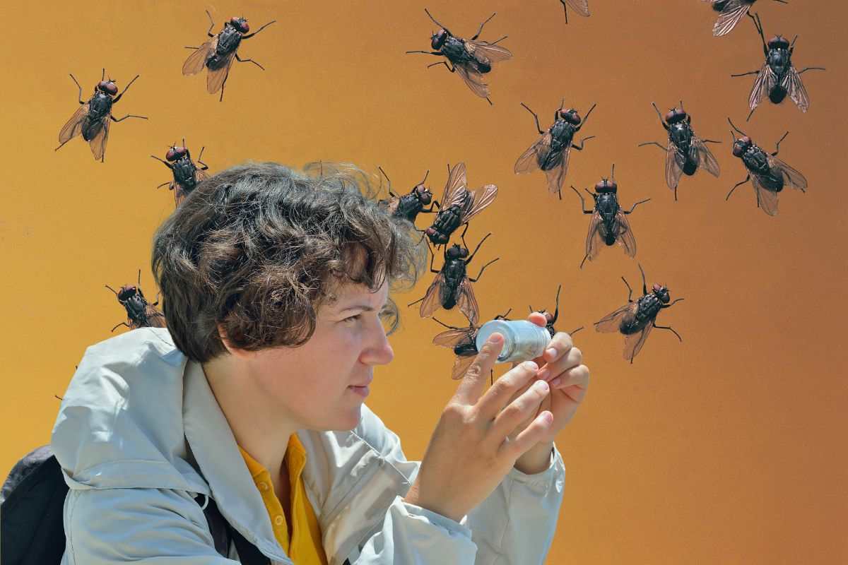 entomologo e mosche